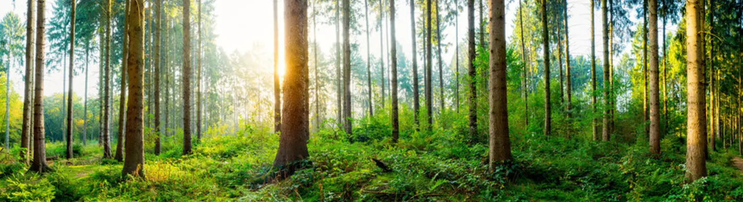 Wald von BBVerpackungsmaschinen 